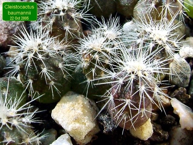 Cleistocactus _baumannii_ 06